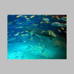 17 wielki blekit i rekin wielorybi.html